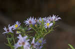 Willowleaf aster